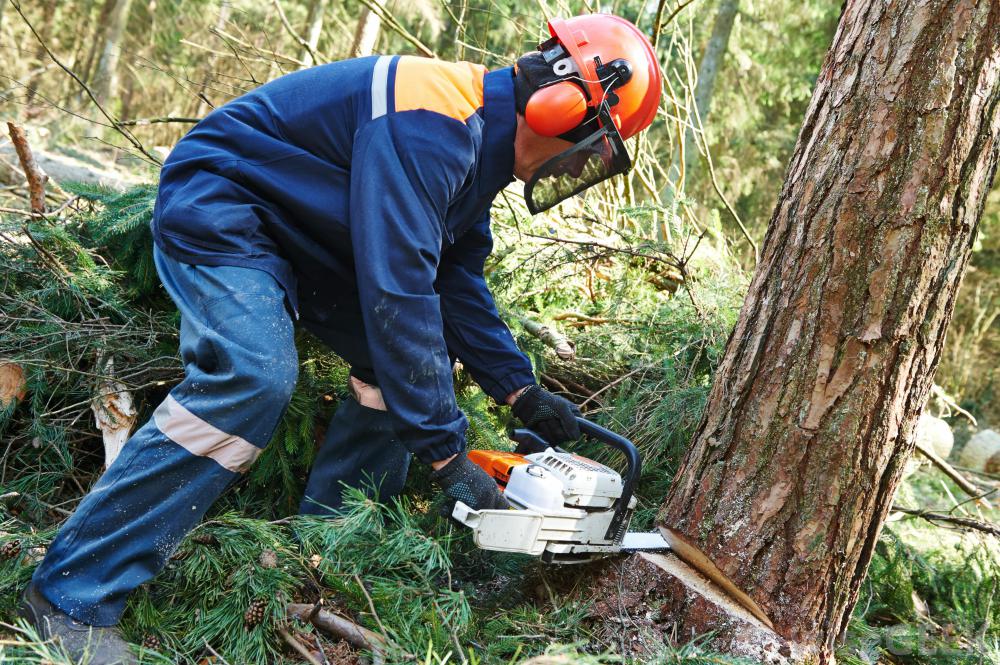 Fell trees with a chainsaw using the standard technique and felling levers
